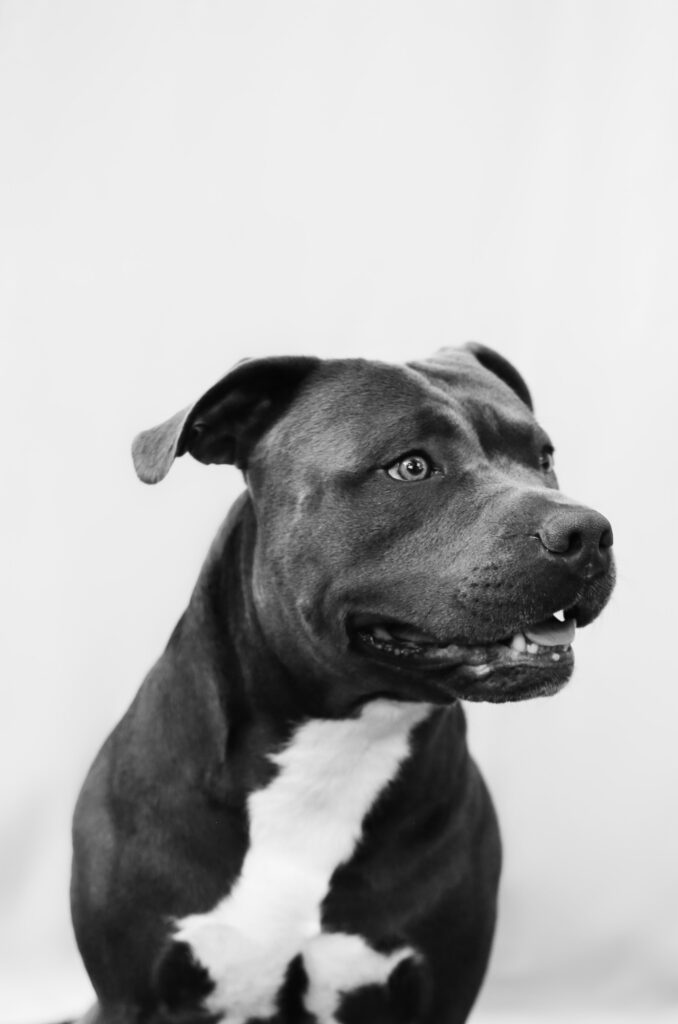 grey pitbull dog - - Bisoux De Lune