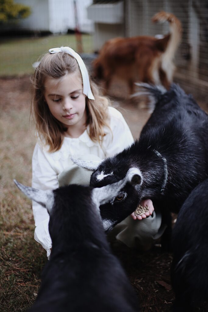 warm and neutral color photograph of a young girl on a farm with her golden retreiver dog in the background and her two black goats she is feeding in the foreground the young girl has a white bow in her hair -bisoux de lune meagan reily